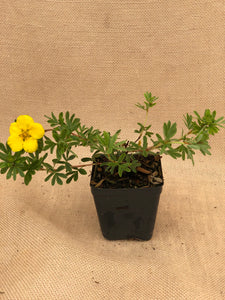 Shrub - Potentilla fruticosa 'Yellow Gem' (4 Inch)