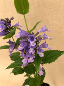 Perennial - Nepeta hybrid 'Blue Prelude Catmint' (4 Inch)
