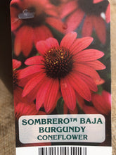 Load image into Gallery viewer, Perennial - Echinacea x hybrida &#39;Sombrero Baja Burgundy Coneflower&#39; (1 Gallon)
