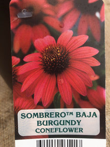 Perennial - Echinacea x hybrida 'Sombrero Baja Burgundy Coneflower' (1 Gallon)