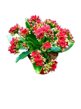 Load image into Gallery viewer, Tropical - Kalanchoe blossfeldiana &#39;Mandala Red&#39; (4 Inch Round)
