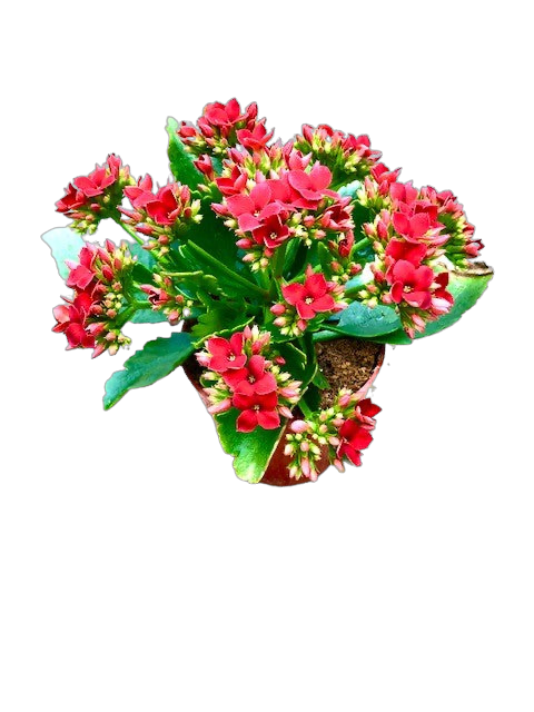 Tropical - Kalanchoe blossfeldiana 'Mandala Red' (4 Inch Round)