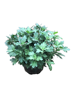 Annual - Chrysanthemum morifolium 'Cheer Red' (8 Inch)