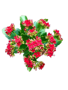 Tropical - Kalanchoe blossfeldiana 'Mandala Red' (4 Inch Round)