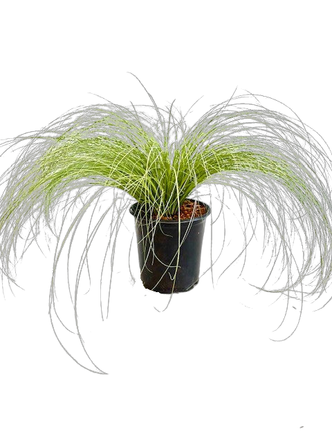 Grass - Carex comans 'Frosty Curls Sedge' (1 Gallon)