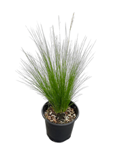Load image into Gallery viewer, Grass - Stipa tenuissima 'Mexican Feather Grass' (1 Gallon) Product vendor
