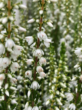 Load image into Gallery viewer, Shrub - Calluna vulgaris 'Summer White Heather' (1 Gallon) Product vendor
