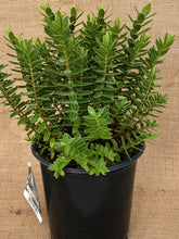 Load image into Gallery viewer, Shrub - Hebe &#39;Milkyway&#39; (1 Gallon)

