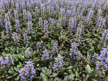 Load image into Gallery viewer, Ground Cover - Ajuga reptans &#39;Chocolate Chip Bugleweed&#39; (4 Inch)
