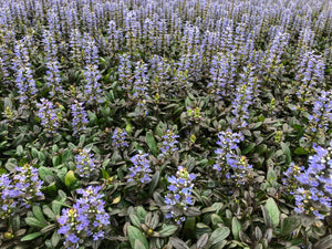 Ground Cover - Ajuga reptans 'Chocolate Chip Bugleweed' (4 Inch)