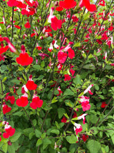 Load image into Gallery viewer, Perennial - Salvia microphylla &#39;Hot Lips&#39; (4 inch)
