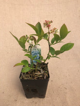 Load image into Gallery viewer, Fruit - Vaccinium corymbosum &#39;Duke Blueberry&#39; (4 Inch)
