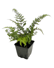 Load image into Gallery viewer, Fern - Athyrium niponicum &#39;Red Beauty Fern&#39; (4 Inch)
