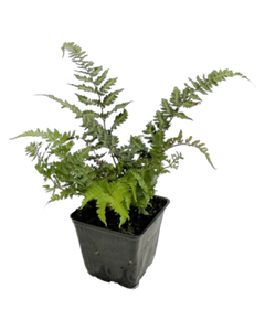 Fern - Athyrium niponicum 'Red Beauty Fern' (4 Inch)