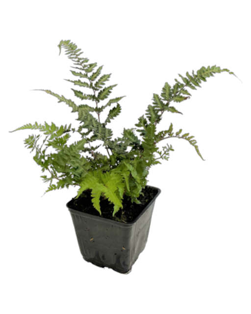 Fern - Athyrium niponicum 'Red Beauty Fern' (4 Inch)