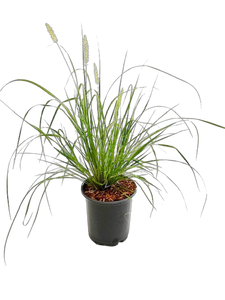 Grass - Pennisetum alopecuroides 'Hameln Dwarf Fountain Grass'  (1 Gallon)