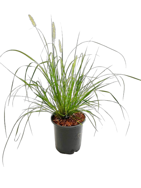 Grass - Pennisetum alopecuroides 'Hameln Dwarf Fountain Grass'  (1 Gallon)