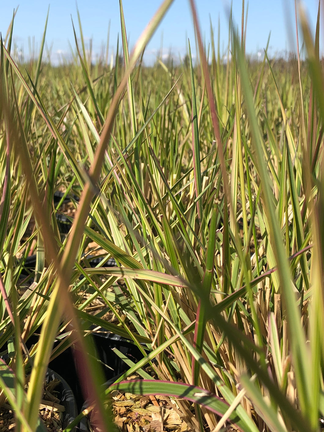 Grass - Calamagrostis acutiflora 'Overdam Variagated Reed Grass' (1 Gallon)
