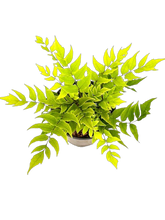 Load image into Gallery viewer, Fern - Cyrtomium fortunei &#39;Hardy Holly Fern&#39; (1 Gallon)
