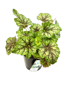 Perennial - Heuchera x hybrida 'Carnival Cocomint' (1 Gallon)