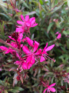 Perennial - Gaura lindheimeri 'Belleza Dark Pink' (1 Gallon)