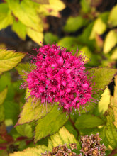 Load image into Gallery viewer, Shrub - Spiraea japonica 'Magic Carpet Spirea' (4 Inch) Product vendor
