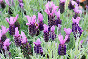 Ornamental Herb - Lavandula stoechas 'Anouk Lavender' (1 Gallon)