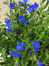 Load image into Gallery viewer, Ground Cover - Lithodora diffusa 'Grace Ward' (4 Inch) Product vendor
