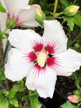 Load image into Gallery viewer, Shrub - Hibiscus syriacus &#39;Red Heart&#39; (2 Gallon)
