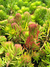 Load image into Gallery viewer, Ground Cover - Sedum rupestre &#39;Angelina&#39; (4 Inch)
