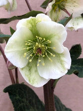 Load image into Gallery viewer, Shrub - Helleborus × ericsmithii &#39;Molly&#39;s White Frostkiss&#39; (1 Gallon) Product vendor
