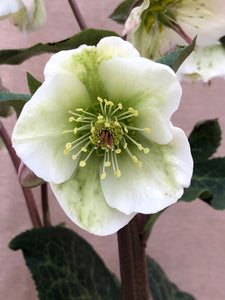 Shrub - Helleborus × ericsmithii 'Molly's White Frostkiss' (1 Gallon) Product vendor