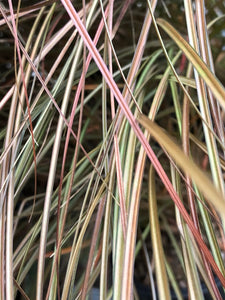 Grass - Carex buchananii 'New Zealand Hair Sedge' (1 Gallon)