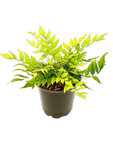 Load image into Gallery viewer, Fern - Cyrtomium fortunei &#39;Hardy Holly Fern&#39; (1 Gallon)
