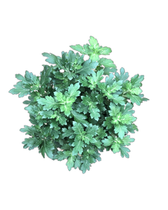 Annual - Chrysanthemum morifolium 'Cheer Red' (8 Inch)