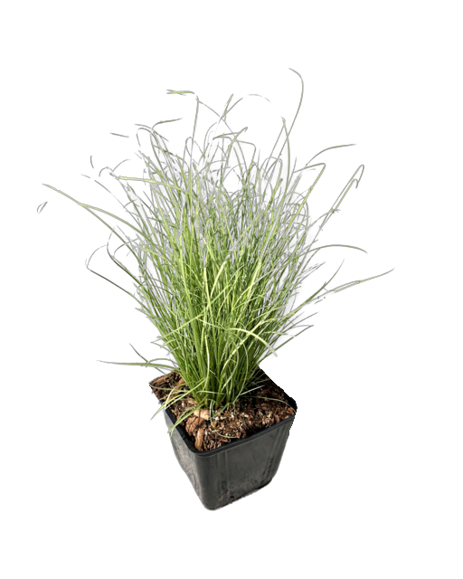 Grass - Carex comans 'Frosty Curls Sedge' (4 Inch)