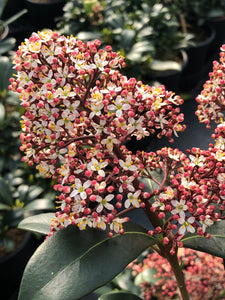 Shrub - Skimmia japonica 'Rubinetta’ (1 Gallon)