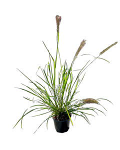 Grass - Pennisetum alopecuroides 'Moudry Black Fountain Grass'  (1 Gallon)