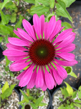 Load image into Gallery viewer, Perennial - Echinacea purpurea &#39;Prairie Splendor&#39; (4 Inch)
