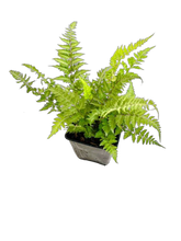 Load image into Gallery viewer, Fern - Athyrium niponicum &#39;Red Beauty Fern&#39; (4 Inch)
