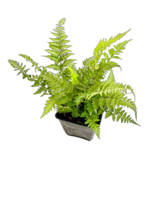 Fern - Athyrium niponicum 'Red Beauty Fern' (4 Inch)