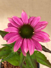 Load image into Gallery viewer, Perennial - Echinacea purpurea &#39;Pow Wow&#39; (4 Inch)
