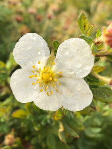 Shrub - Potentilla fruticosa 'Everest' (1 Gallon) Product vendor