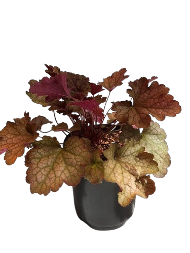 Perennial - Heuchera x hybrida 'Carnival Fall Festival' (1 Gallon) Product vendor