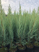 Load image into Gallery viewer, Shrub - Juniperus virginiana &#39;Skyrocket Juniper&#39; (1 Gallon)
