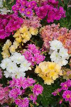 Load image into Gallery viewer, Perennial - Lewisia cotyledon &#39;Elise Mix&#39; (1 Gallon)
