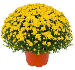 Annual - Chrysanthemum morifolium 'Buttercup Yellow' (8 Inch)