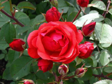 Load image into Gallery viewer, Shrub - Rosa &#39;Morden Fireglow Rose&#39; (1 Gallon) Product vendor

