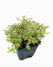 Load image into Gallery viewer, Ground Cover - Thymus citriodorus doone valley &#39;Creeping Lemon Thyme&#39; (4 Inch)
