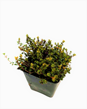 Load image into Gallery viewer, Ground Cover - Thymus citriodorus doone valley &#39;Creeping Lemon Thyme&#39; (4 Inch)

